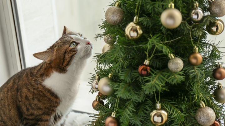 Priča o jelci na moru postala HIT NA MREŽAMA: Svi su mislili da je plod veštačke inteligencije (VIDEO) 