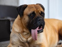 Upoznajte OZIJA - psa sa NAJDUŽIM JEZIKOM NA SVETU: Ginisova knjiga rekorda je potvrdila (VIDEO) 