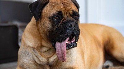 Upoznajte OZIJA - psa sa NAJDUŽIM JEZIKOM NA SVETU: Ginisova knjiga rekorda je potvrdila (VIDEO) 