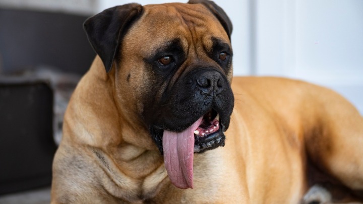 Upoznajte OZIJA - psa sa NAJDUŽIM JEZIKOM NA SVETU: Ginisova knjiga rekorda je potvrdila (VIDEO) 