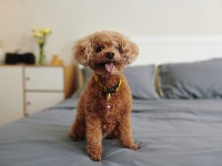 5 neodoljivih malih rasa pasa koji ostaju BEBE celog ŽIVOTA (FOTO) 