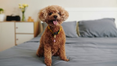 5 neodoljivih malih rasa pasa koji ostaju BEBE celog ŽIVOTA (FOTO) 