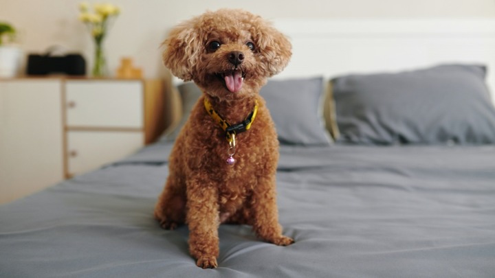 5 neodoljivih malih rasa pasa koji ostaju BEBE celog ŽIVOTA (FOTO) 