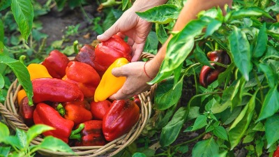 Zalivajte mlade paprike ovim rastvorom i rađaće kao LUDE 