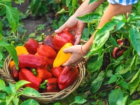 Zelena, žuta ili crvena? Evo koja paprika je NAJZDRAVIJA 