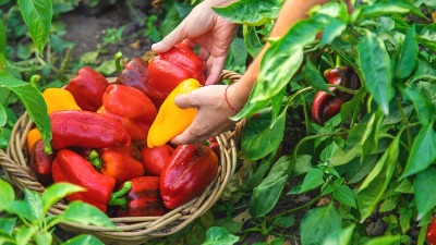 Zelena, žuta ili crvena? Evo koja paprika je NAJZDRAVIJA 
