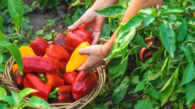 Paprika vam dobro napreduje, ali plodova nema? Evo šta je UZROK