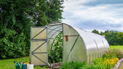 Klimatske promene u plastenicima: HARA PARADAJZOV MOLJAC