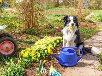 Najbolji domaći sprej za korov: Samo pomešajte 3 SASTOJKA IZ KUHINJE 