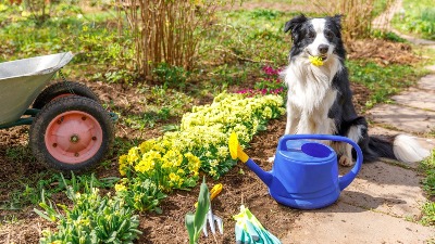 Najbolji domaći sprej za korov: Samo pomešajte 3 SASTOJKA IZ KUHINJE 