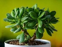 Stavite ovu biljku pored ulaznih vrata i sreća će se useliti u VAŠU KUĆU - PARE će da PLJUŠTE 