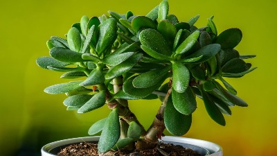 Stavite ovu biljku pored ulaznih vrata i sreća će se useliti u VAŠU KUĆU - PARE će da PLJUŠTE 