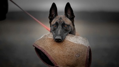 Junakinja je i Mala: Ona je sa GSS pronašla Dunju (FOTO) 