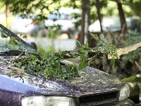 Snažno nevreme oborilo drvo na auto-putu Novi Sad - Beograd (VIDEO)