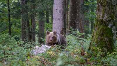 Načelnik GSS-a oči u oči sa medvedom: "To je svakodnevica" (VIDEO)