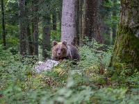 Nesvakidašnji prizor: Mečka sa mečićima u dvorištu na Goču (FOTO)