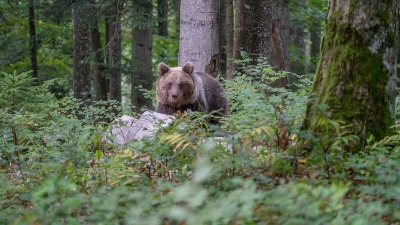 Nesvakidašnji prizor: Mečka sa mečićima u dvorištu na Goču (FOTO)