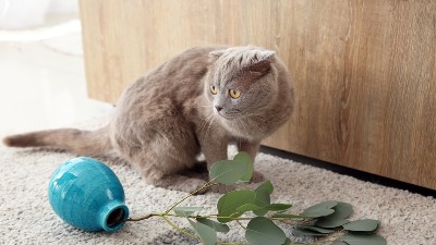 Mačka vam često gricka travu? Veterinarka upozorila na opasnost ove navike (VIDEO) 