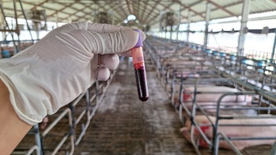 Otkrivena AFRIČKA SVINJSKA KUGA nedaleko od Srbije