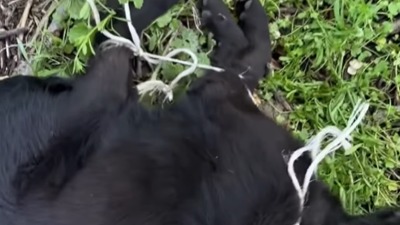 MONSTRUM vezao štencima noge i vrat i bacio ih u šumu (VIDEO)