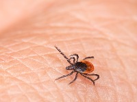 Kako ukloniti krpelja sa kože? Lekarka otkriva da je samo JEDAN BEZBEDAN NAČIN 