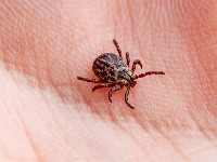 U Beogradu počinje akcija suzbijanja krpelja