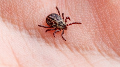 U Beogradu počinje akcija suzbijanja krpelja