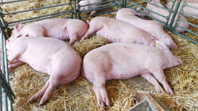 Tri žarišta afričke kuge svinja u Srbiji