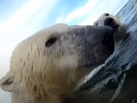 Naučnici postavili kamere na polarne medvede i potresli se prizorima (VIDEO)