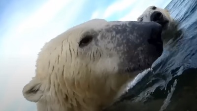 Naučnici postavili kamere na polarne medvede i potresli se prizorima (VIDEO)