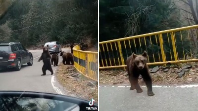 "Molim Vas platite ekološku taksu": Neobični šumski rendžeri (VIDEO)