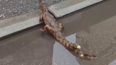 Nišlije u centru grada prijavile da su videle krokodila u bari?! (VIDEO)