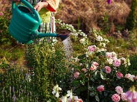4 najsmrtonosnije biljke na svetu: Jedna je toliko OTROVNA da ne smete ni da stojite pored nje (FOTO) 