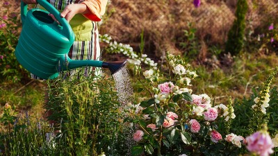 4 najsmrtonosnije biljke na svetu: Jedna je toliko OTROVNA da ne smete ni da stojite pored nje (FOTO) 