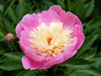 Biljka koja priziva sreću i blagostanje u dom: Svaka kuća treba da je ima (FOTO) 