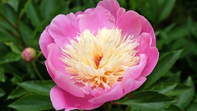 Biljka koja priziva sreću i blagostanje u dom: Svaka kuća treba da je ima (FOTO) 