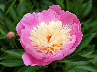 Biljka koja RASKOŠNO CVETA i dugo traje: 6 stvari su ključne za negu (FOTO) 