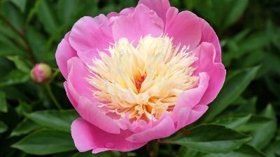 Biljka koja RASKOŠNO CVETA i dugo traje: 6 stvari su ključne za negu (FOTO) 