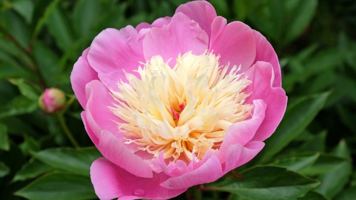 Biljka koja RASKOŠNO CVETA i dugo traje: 6 stvari su ključne za negu (FOTO) 