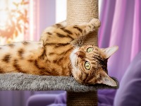 Pravi razlog zašto vaša mačka TRČI NOĆU po kući: Evo koju poruku želi da vam pošalje