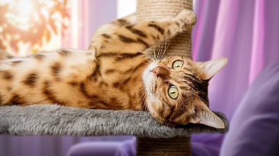 Pravi razlog zašto vaša mačka TRČI NOĆU po kući: Evo koju poruku želi da vam pošalje