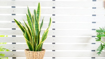 Svekrvin jezik: Gotovo neuništiva biljka koja osvežava vazduh u domu