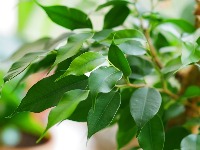 Privucite BOGATSTVO: Fikus treba da stoji samo na ovom mestu