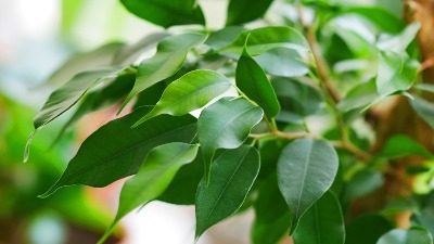 Privucite BOGATSTVO: Fikus treba da stoji samo na ovom mestu