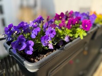 Saveti za negu LJUBIČICA - evo kako da PODMLADITE cvet koji svi vole 
