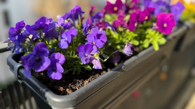 Ljubičice su vam DEPRESIVNE? Podmladite ih vrhunskim trikom