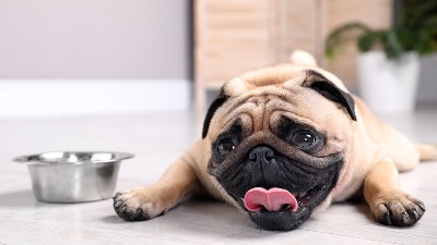 Veterinarka UPOZORAVA! OVA 4 znaka ukazuju da je vaš PAS DEHIDRIRAO 