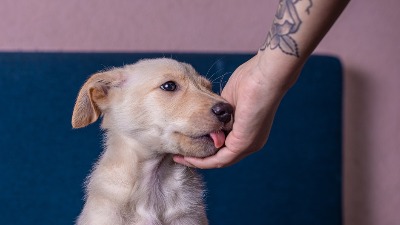 TUGA iz azila: Ovom psu treba sigurnost (FOTO)