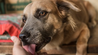 Ako vas pas LIŽE, to NIJE POLJUBAC: Evo šta to zaista znači  Ako vas pas LIŽE, to NIJE POLJUBAC: Evo šta to zaista znači