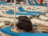 Poneli ručak na plažu, kad su se vratili sa kupanja usledio je HOROR (VIDEO)